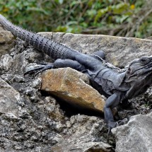 Iguana in El Tajin
